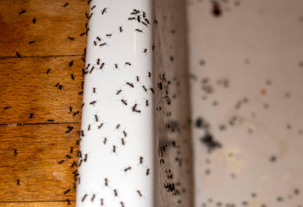 Best Wasp Removal Services  in Massapequa, NY
