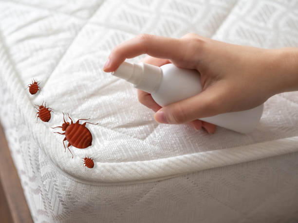 Best Pest Inspection Near Me  in Massapequa, NY