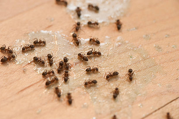 Best Insect Control  in Massapequa, NY